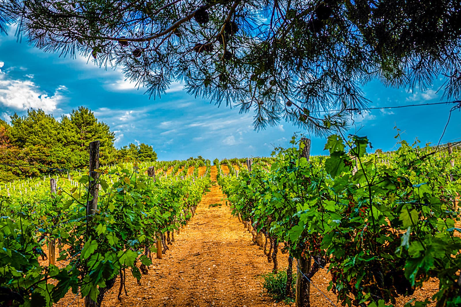 Boškinac Wine Road