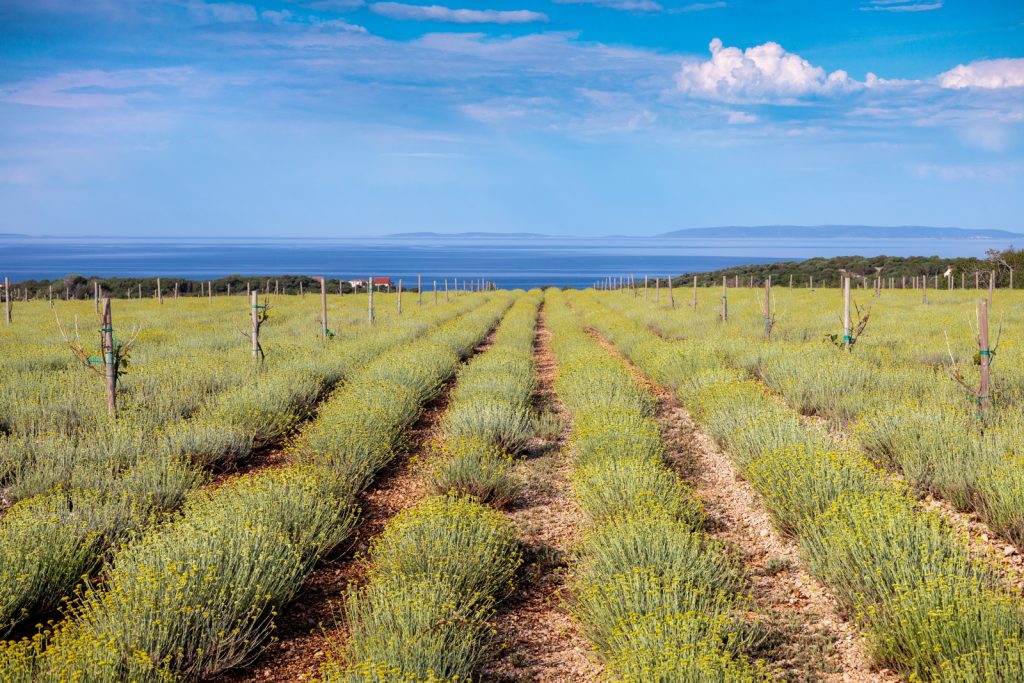 Pag Island - About Island