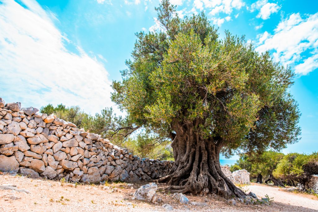 Pag Island - About Island