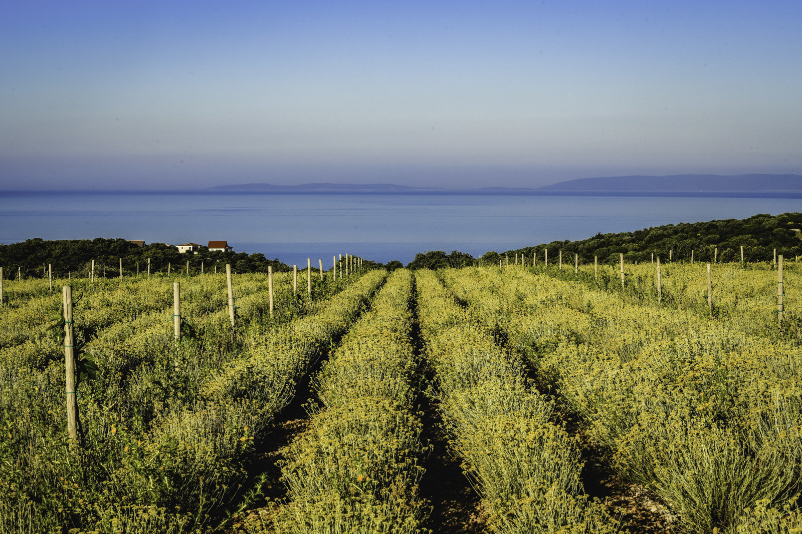 The beauty and power of enchantlng herbs of the Kvarner islands
